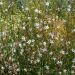 Gaura Snowstorm - Fior di orchidea