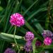 Spillone o armeria maritima Splendens