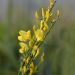 Citiso o Cytisus precoce Allgold