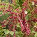 Ginestra dei carbonai o Citiso scopario Ruby