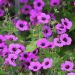 Geranio perenne o Geranium Patricia