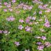Geranio perenne o Geranium endressii