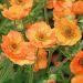 Geum Totally Tangerine