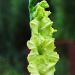 Gladiolo Green Star