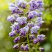 Glicine o Wisteria venusta GRANDE DIVA® Cecilia