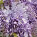 Glicine o Wisteria venusta GRANDE DIVA® Maria