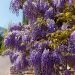 Glicine o Wisteria venusta GRANDE DIVA® Nathalie