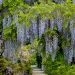 Glicine del Giappone o Wisteria floribunda Domino