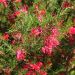 Grevillea rosmarinifolia