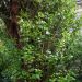 Griselinia Emerald
