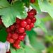 Ribes Versaillaise Rouge
