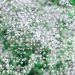 Velo da sposa - Gypsophila paniculata Bristol Fairy