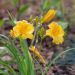 Hemerocallis nana Stella de Oro