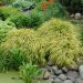 Graminacea o Hakonechloa Aureola