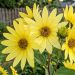 Elianto o Helianthus Lemon Queen