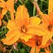 Emerocallide o Hemerocallis Burning Daylight