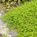 Rucola Turquette