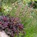 Heuchera o Camapna di corallo CHOCOLATE RUFFLES ®