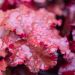 Heuchera FIRE CHIEF ®