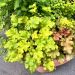 Heuchera LIME MARMALADE ®