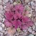 Heuchera Berry Smoothie