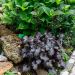 Heuchera Black Pearl