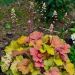 Heuchera Caramel