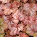 Heuchera Georgia Peach