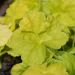Heuchera Citronelle