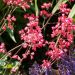Heuchera Pluie de Feu (Pioggia di Fuoco)