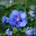 Ibisco o Hibiscus syriacus BEAUTIFULL® Cobalt