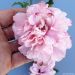 Ibisco o Hibiscus syriacus FRENCH CABARET ® Pink