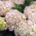 Ortensia o Hydrangea macrophylla Dolce Farfalle