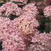 Ortensia arborescente Pink Annabelle®