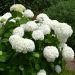 Ortensia arborescente Strong Annabelle