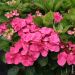 Ortensia o Hydrangea macrophylla Dolce Fragola