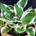 Hosta Minuteman