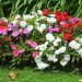 Impatiens hybridas in mix
