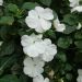Impatiens SUNPATIENS® Vigorous Clear White