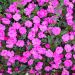 Impatiens SUNPATIENS® Vigorous Lavender