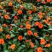 Impatiens SUNPATIENS® Vigorous Orange