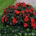 Impatiens SUNPATIENS® Vigorous Scarlet