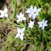 Ipheion uniflorum Wisley Blue, Stella di primavera