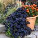 Ipomoea Jet Black