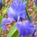 Giaggiolo o Iris germanica Baie des anges