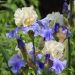 Giaggiolo o Iris germanica Haut les Voiles