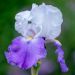 Giaggiolo o Iris germanica Arpège