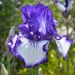 Giaggiolo o Iris germanica  Art Déco