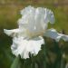 Giaggiolo o Iris germanica  Artic Age