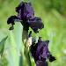 Giaggiolo o Iris germanica Black Knight
